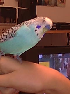 cuantos años creeis que tiene?(Perico mi periquito) cuantos años creeis que tiene?(Perico mi periquito)