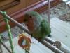 sparrow