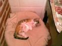 kitti