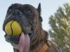 June con su pelota