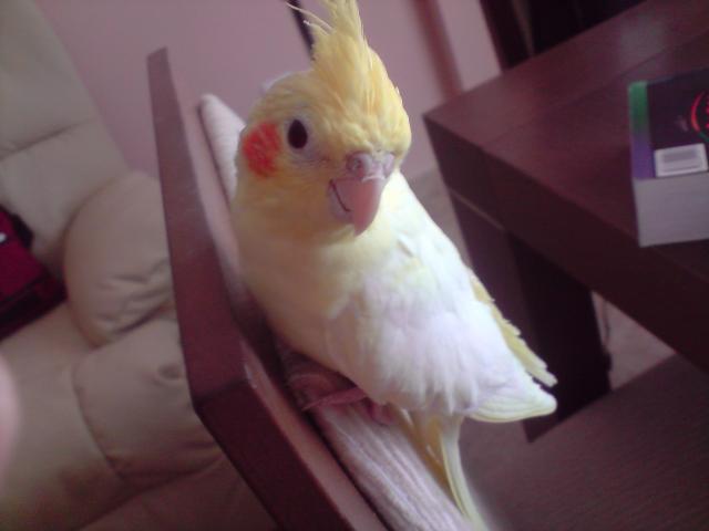 Mi preciosa Isis.