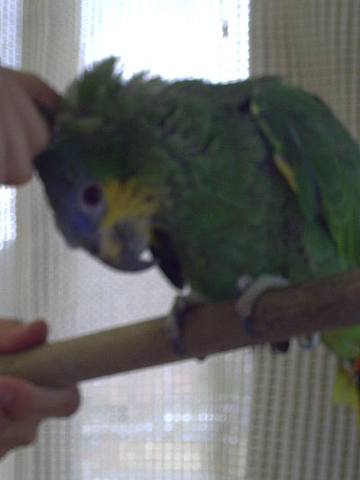 Mi loro amazonas (pocholo) Mi loro amazonas (pocholo)