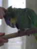 Mi loro amazonas (pocholo) Mi loro amazonas (pocholo)