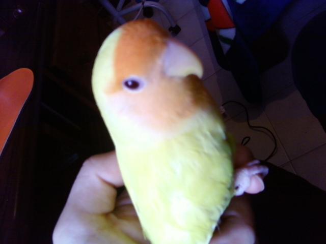 toto mi segundo nuevo macho 