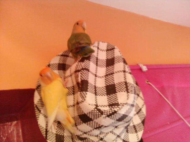 los recien llegados toto y pipa