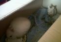 Podrian llegar a tener crias?? PLIS RESPONDED¡¡