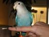 Coco en la mano