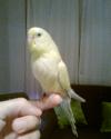 OS PRESENTO A PICHI