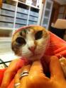 Os presento a la gatita de www.arrobapark.com
