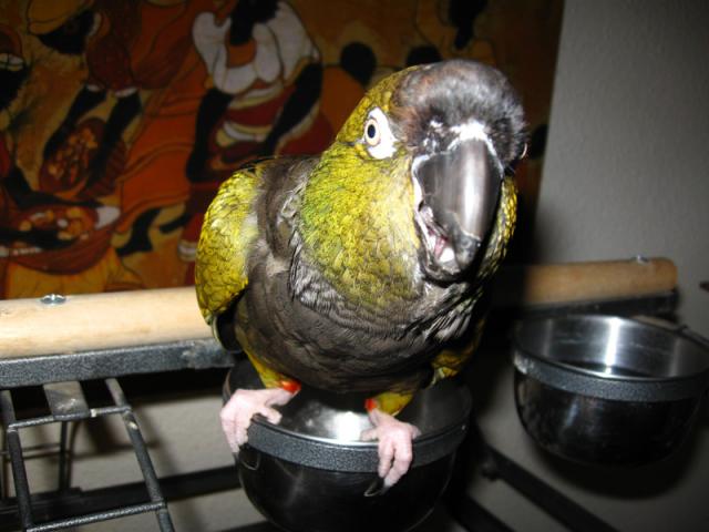 Osvaldo