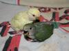 los peques