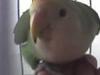 Pitufa: Me encanta que me den mimos!!!!