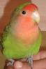 purny