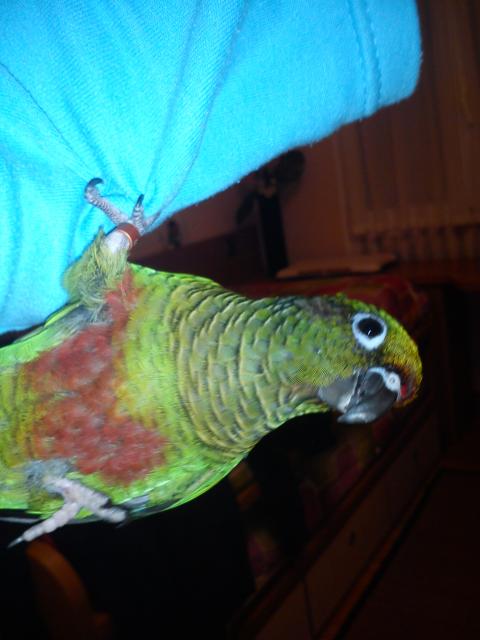 mi pyrrhu calgada del brazo