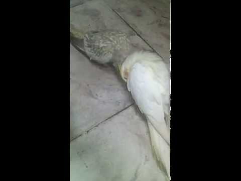 See video