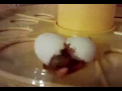 See video