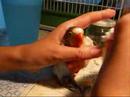 See video