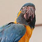 Loros