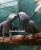 Loros con tutores