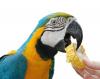 Cuanto vive un loro