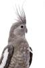 Ninfa gris
