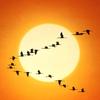 Pajaros sol