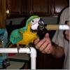 Loro criado a mano