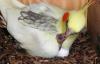 Ninfa con polluelo