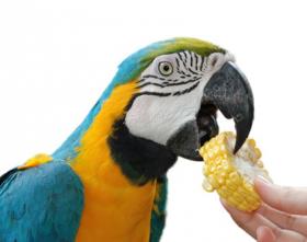 Cuanto vive un loro