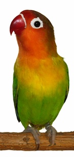 Agaporni Fischer