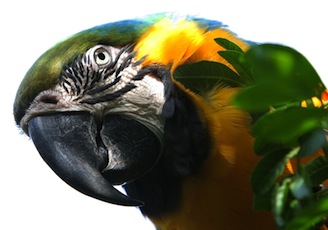 Guacamayo