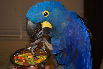 Loro comiendo pienso