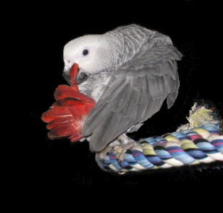 Yaco Joven con plumaje de la cola ligeramente oscurecida