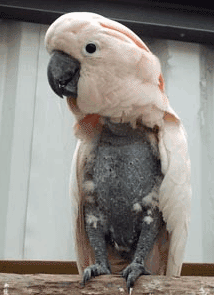 Cacatua con problemas de picaje