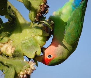 Agaporni comiendo