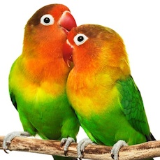 Agapornis macho y hembra