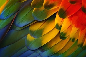 Plumaje