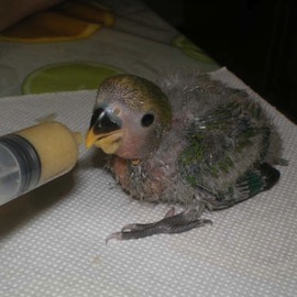 Agaporni tomando papilla