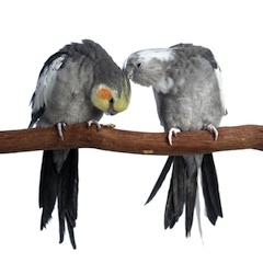 Pareja de ninfas