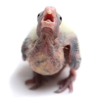 Tomas ninfa papillera